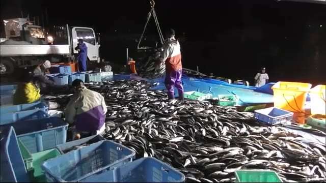 羅臼沖でサバが