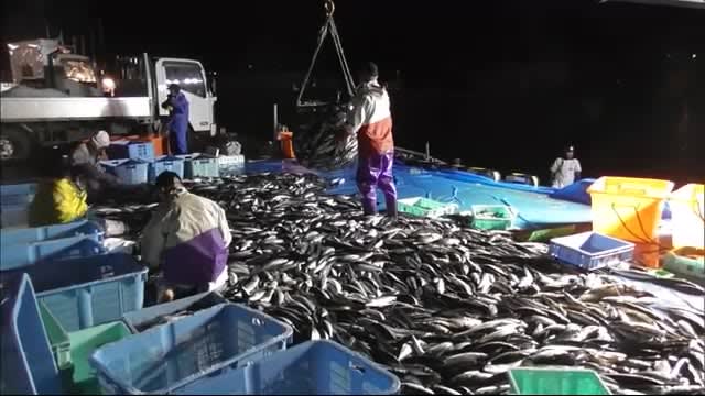 羅臼沖でサバが“異例の大漁”去年の水揚げの100倍超 秋サケ不漁の一方で漁師は「こんなの初めて」