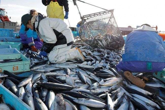 羅臼沖でサバが“異例の大漁”去年の水揚げの100倍超 秋サケ不漁の一方で漁師は「こんなの初めて」