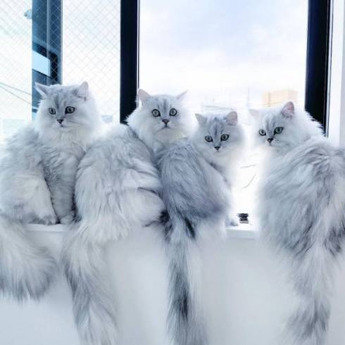 総勢12匹の華麗なる猫一族 祖父母から孫までそっくりなチンチラ大家族がモフモフで癒やされる ガールズちゃんねる Girls Channel