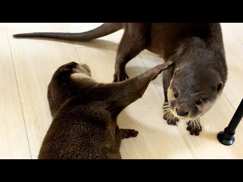 [Trivia] How to approach a girl that you should never do. #Shorts - YouTube