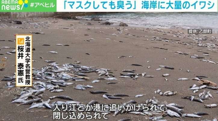 イワシが大量死 発達した低気圧が原因か 北海道・南部