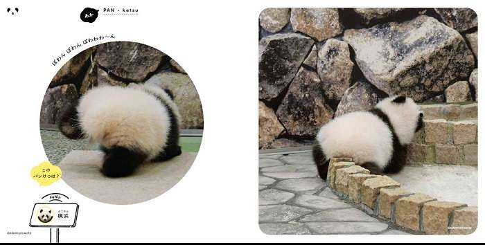 可愛すぎる写真集『パンけつ』 パンダのおしりにときめきが止まらない
