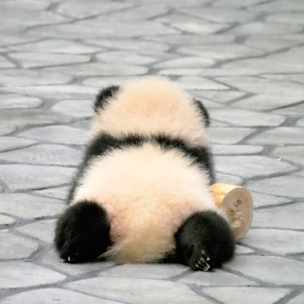 可愛すぎる写真集『パンけつ』 パンダのおしりにときめきが止まらない