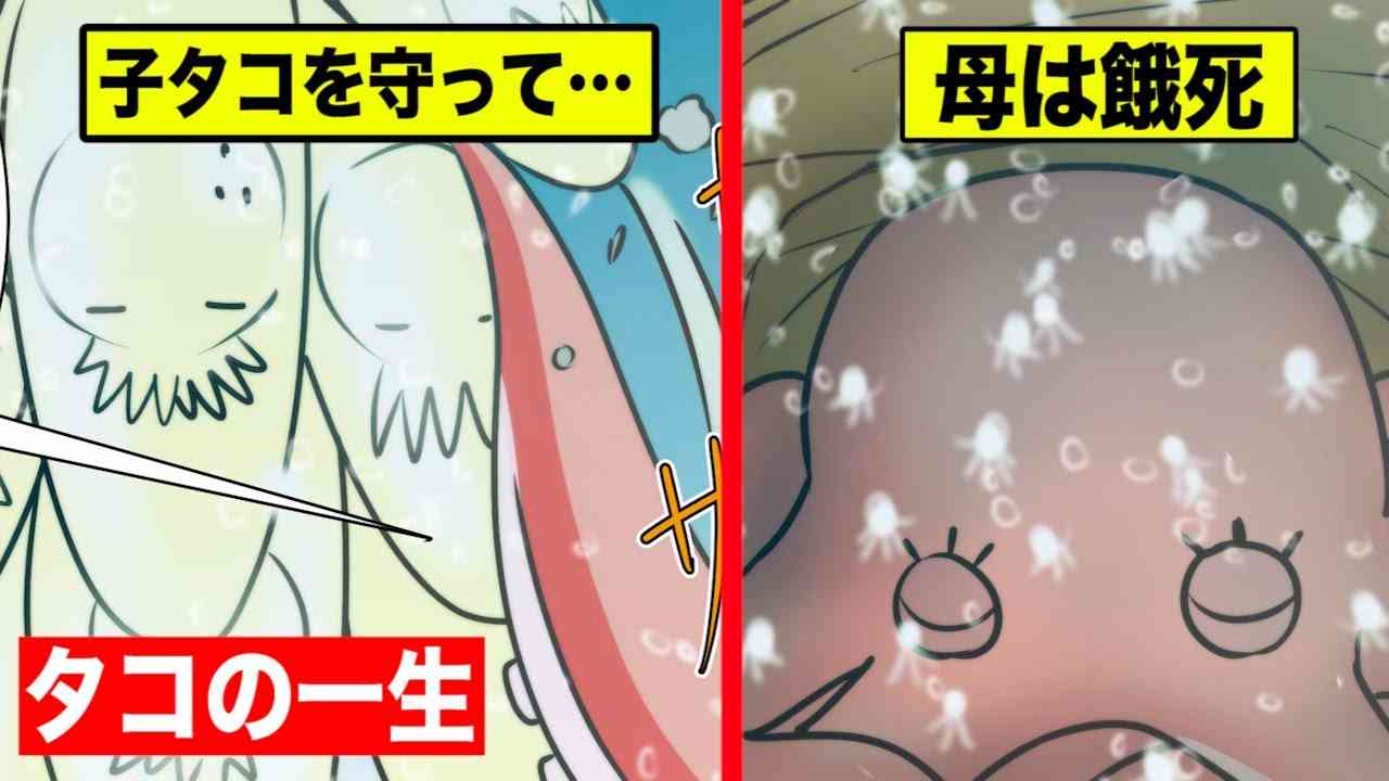 涙なしでは語れない…タコの一生を漫画にした。 - YouTube