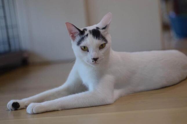 名前は「アヤノゴー」綾野剛にそっくりな猫が里親募集中 Twitterで話題