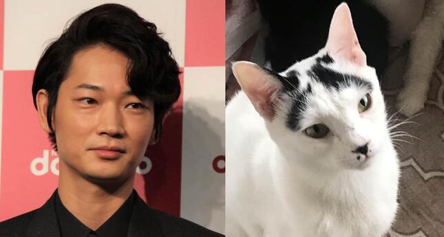 名前は「アヤノゴー」綾野剛にそっくりな猫が里親募集中 Twitterで話題