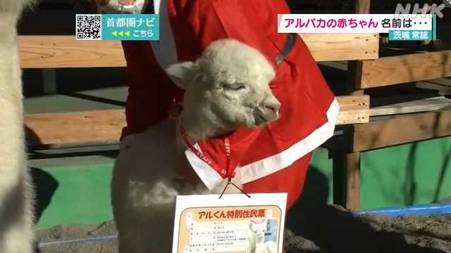 アルパカの赤ちゃん 名前は「アル」に決定 茨城 常総｜NHK 首都圏のニュース