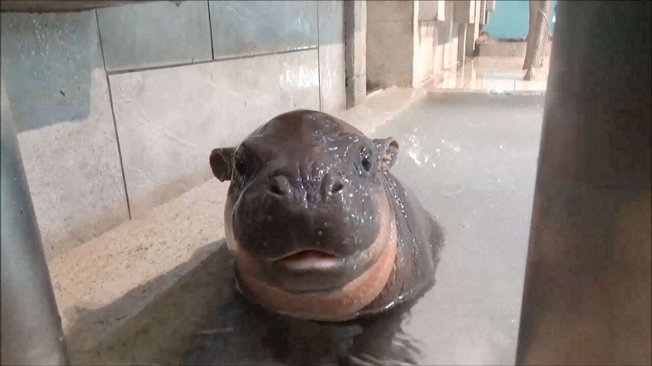 ミニカバの赤ちゃん 手乗りサイズだったけど大きくなりました！ / Adorable baby pygmy hippo at Japanese aquarium - YouTube