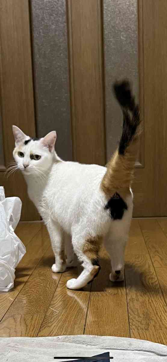 お尻に珍しすぎるマークがついた猫　ネットでは「かわいすぎる…」と話題に