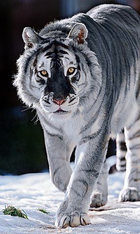 来年の干支🐯色んな虎を貼っていきましょう