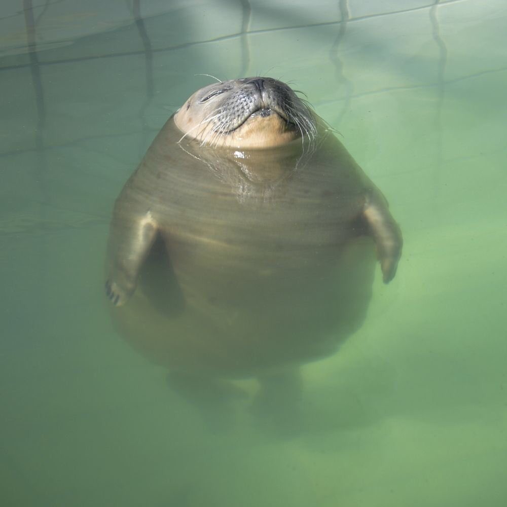 出来るなら飼ってみたい動物