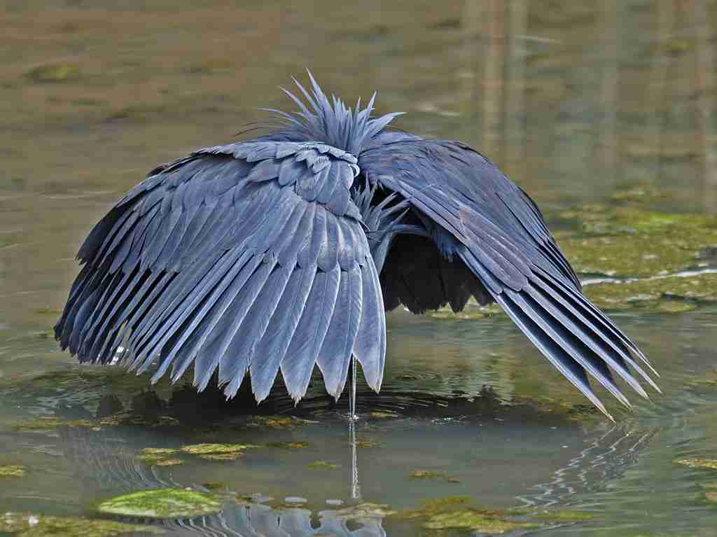 ガルちゃん野鳥図鑑part2