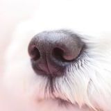 >>156うちは説明して触らないようにしてるけど犬のほうが近寄ってくるんだよ。内心... | ガールズちゃんねる - Girls Channel -