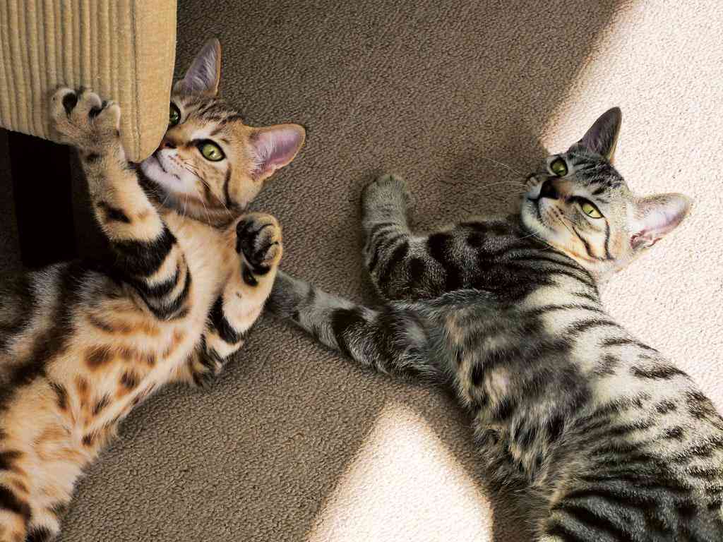 岩合光昭、猫と暮らす日常 いい子になったのは「しっかり話すようにしてから」?