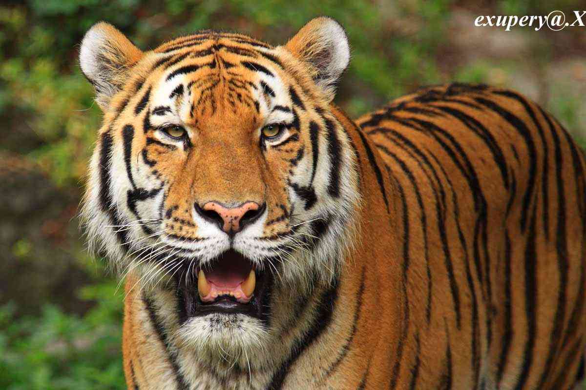 来年の干支🐯色んな虎を貼っていきましょう