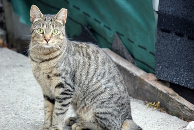 地域猫政策のゴールは 殺処分ゼロではなく、地域猫ゼロ。 | Dr. Yuko Nishiyama