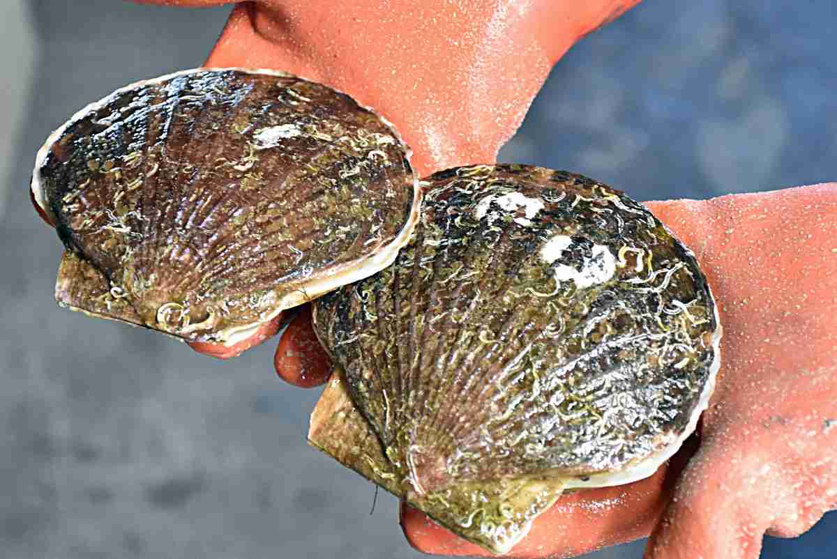 活ホタテ1トン盗まれる　青森・野辺地湾　養殖籠40個と浮きも一緒に（Web東奥） - Yahoo!ニュース