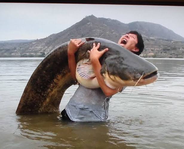 苦手な魚