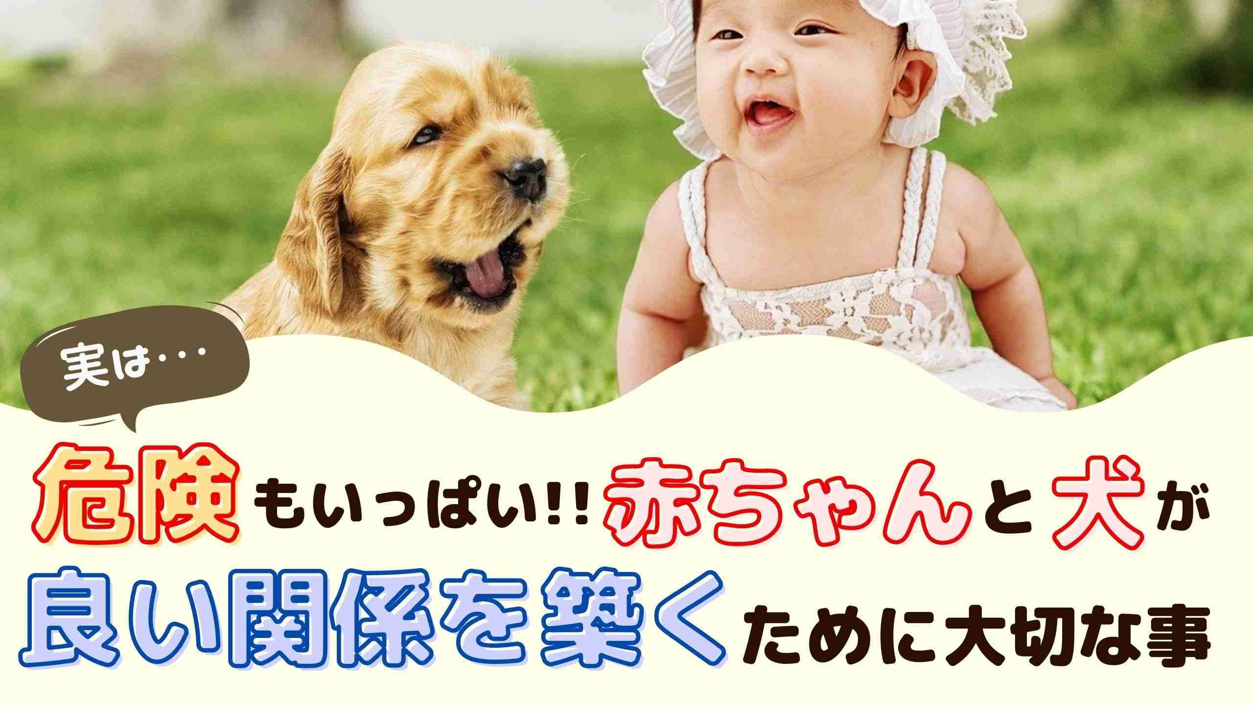 実は危険もいっぱい！赤ちゃんと犬が良い関係を築くために大切な事【動物看護師が解説】 - 愛犬との旅行ならイヌトミィ