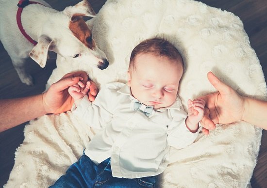 乳幼児の育児中は、犬を飼うことを避けたほうが賢明なのか？：飼い犬が赤ちゃん咬み殺し | ビジネスジャーナル