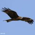 北の鳶 on Twitter: 