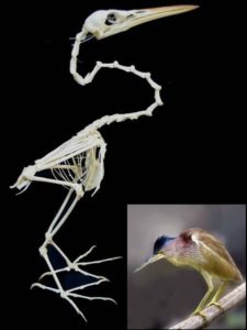 ガルちゃん野鳥図鑑part2