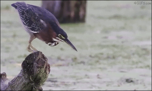 ガルちゃん野鳥図鑑part2