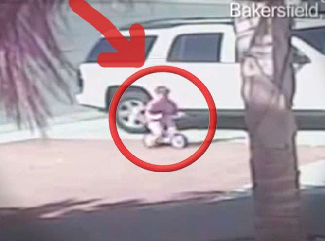猫が猛犬に体当たり、飼い主の子ども救う！