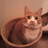内科医の端くれ on Twitter: 