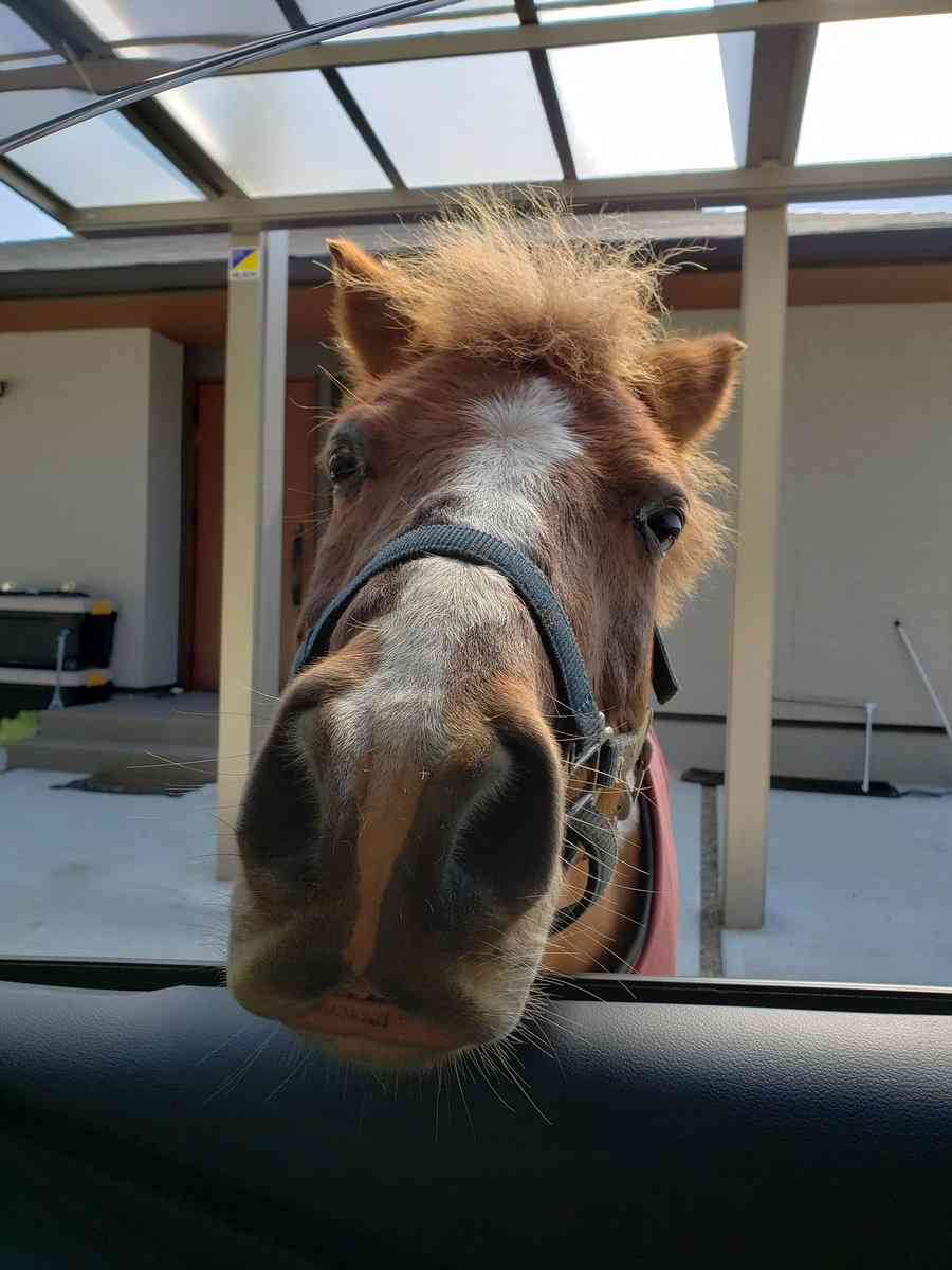 出来るなら飼ってみたい動物