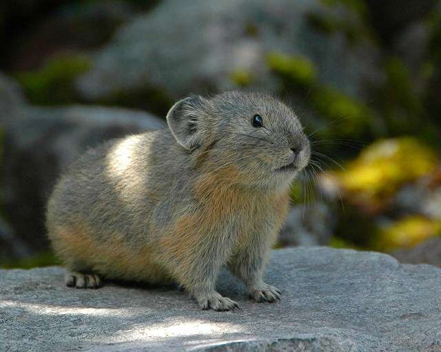出来るなら飼ってみたい動物
