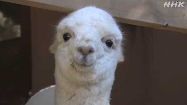 アルパカの赤ちゃん 名前は「アル」に決定 茨城 常総