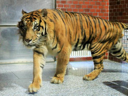 来年の干支🐯色んな虎を貼っていきましょう