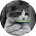 猫組長 on Twitter: 