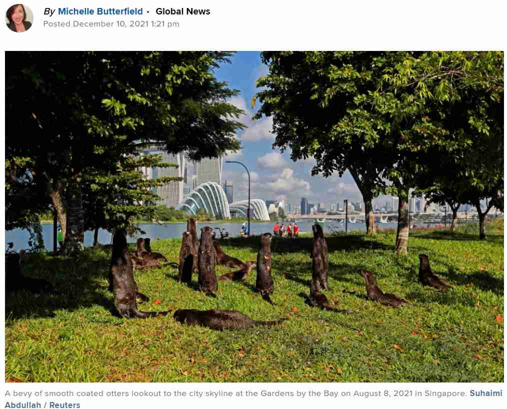 【海外発！Breaking News】野生のカワウソに襲われた男性「26か所も噛まれて本当に死ぬかと思った」（シンガポール） | Techinsight（テックインサイト）|海外セレブ、国内エンタメのオンリーワンをお届けするニュースサイト