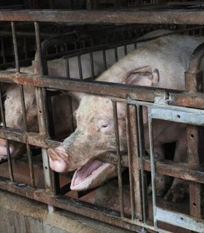 日本人が知らない、養豚の「残酷な現実」…日本ハムが“改善の草分け”になるか？（現代ビジネス） - Yahoo!ニュース