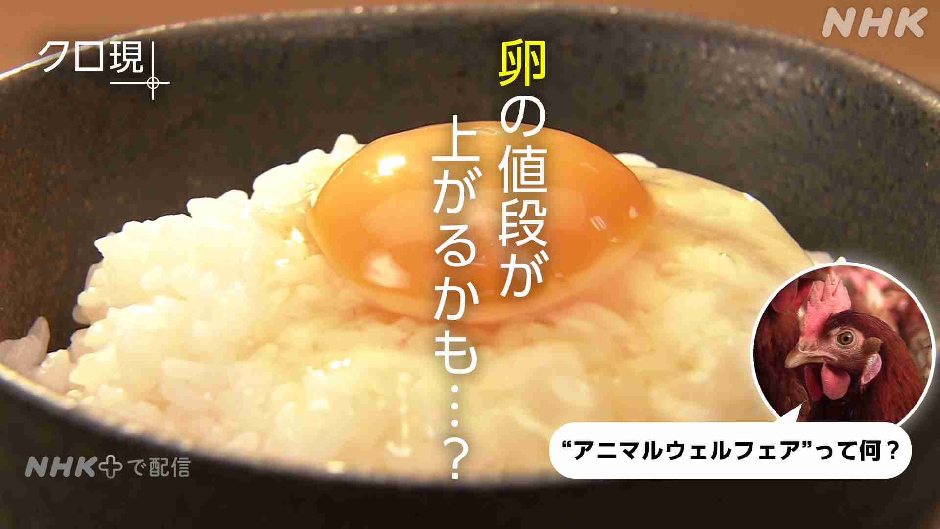 卵の値段が上がるかも！？　“アニマルウェルフェア”って何？ - NHK クローズアップ現代＋
