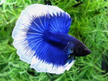 魚を飼ってみたい!