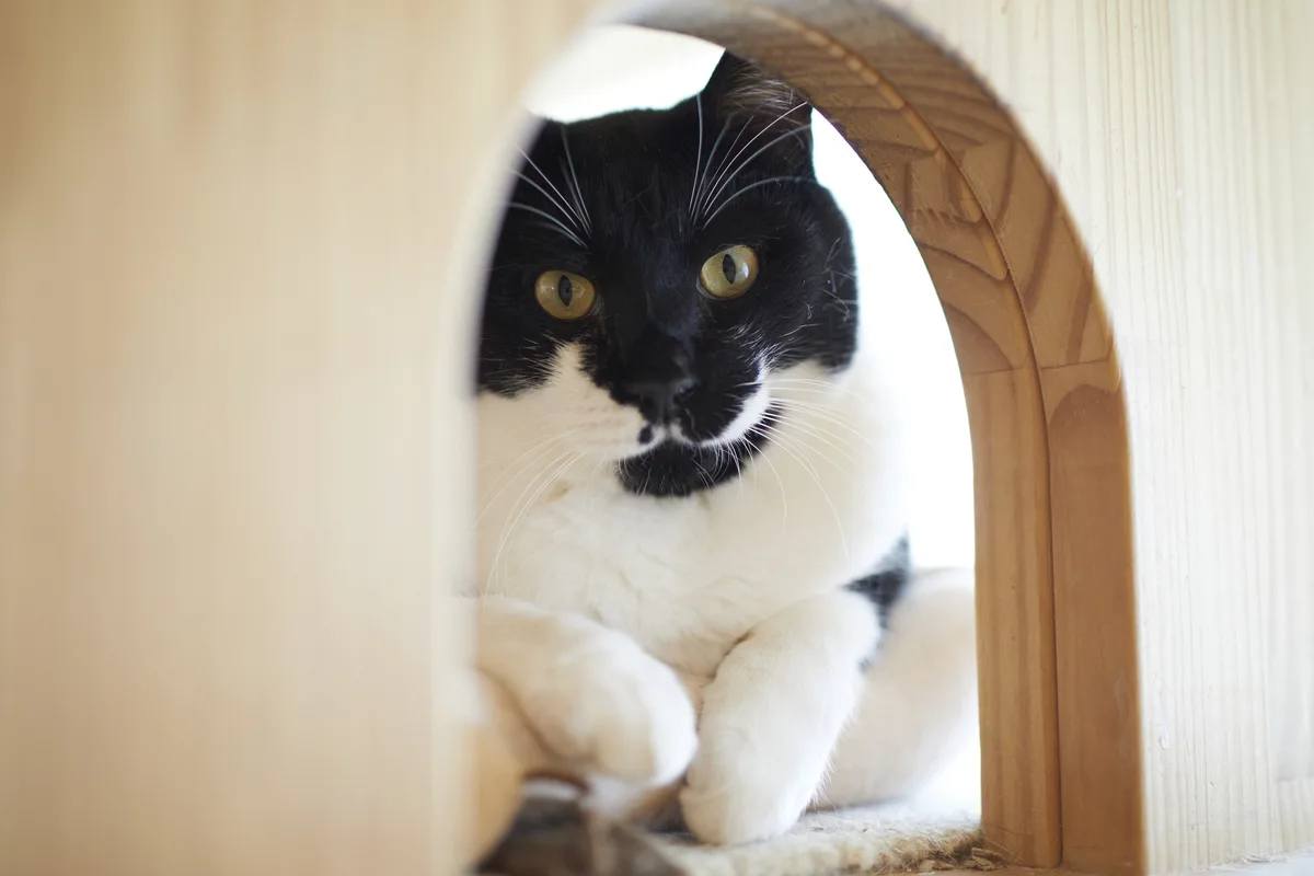 猫の殺処分はなぜ多いのか？犬よりも５倍近く処分されてしまうその理由 | ELEMINIST（エレミニスト）