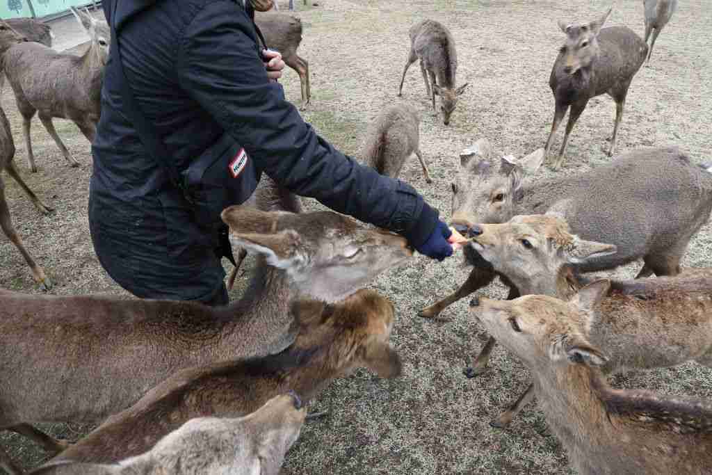 奈良のシカ、餌やらないで　「観光客減で飢え」誤情報―健康被害懸念、県が対策：時事ドットコム