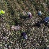米、ウイグル輸入禁止法成立　強制労働防止、来年6月発効―日本企業に影響 | ガールズちゃんねる - Girls Channel -