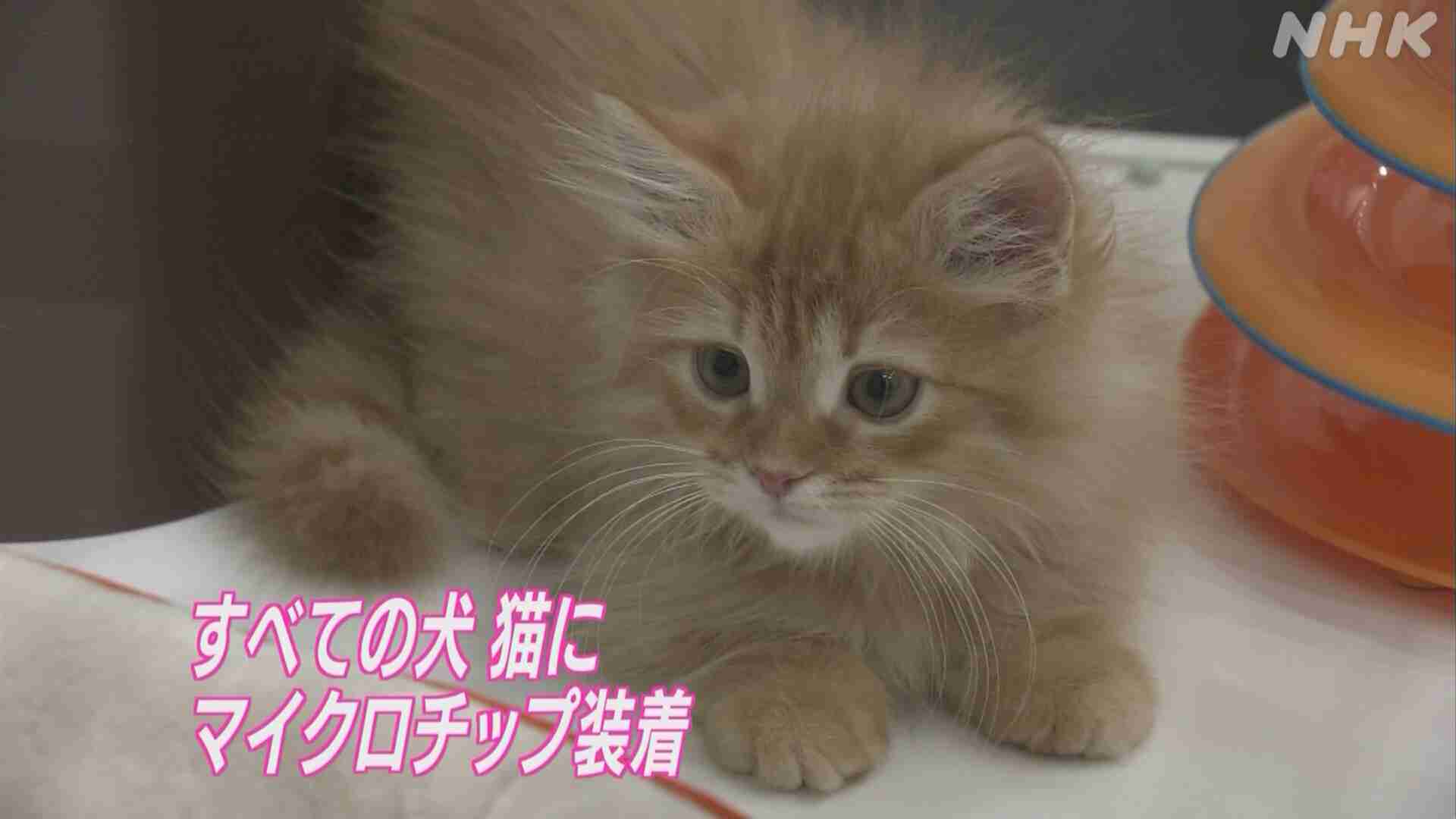 ペットの犬や猫にマイクロチップ装着義務化へ 概要が明らかに