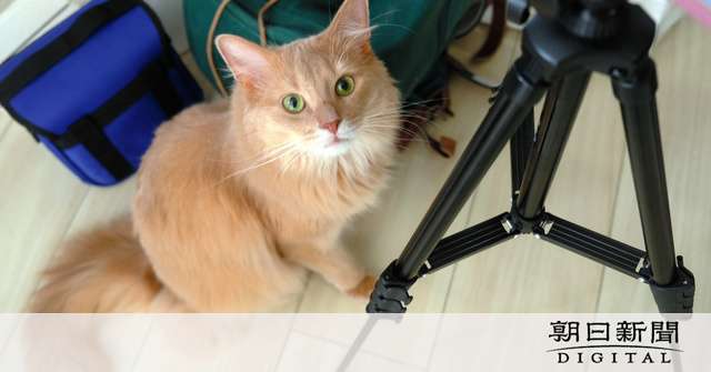 そっぽ向くネコ、実は飼い主を気にかけている　50匹の実験で発見：朝日新聞デジタル