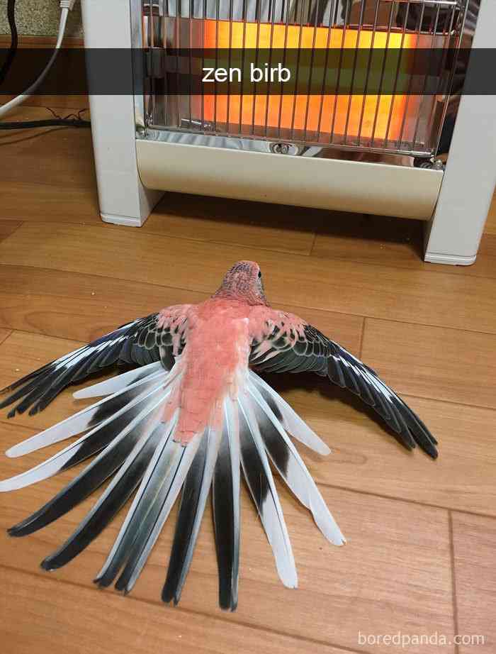 ガルちゃん野鳥図鑑part2