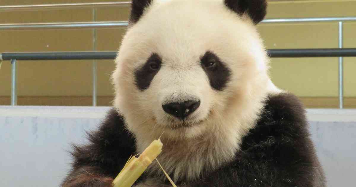 神戸のパンダ「タンタン」中国返還1年延期　心臓疾患の治療続く | 毎日新聞