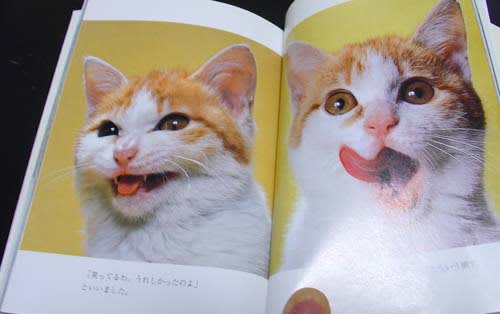 岩合光昭、猫と暮らす日常 いい子になったのは「しっかり話すようにしてから」?