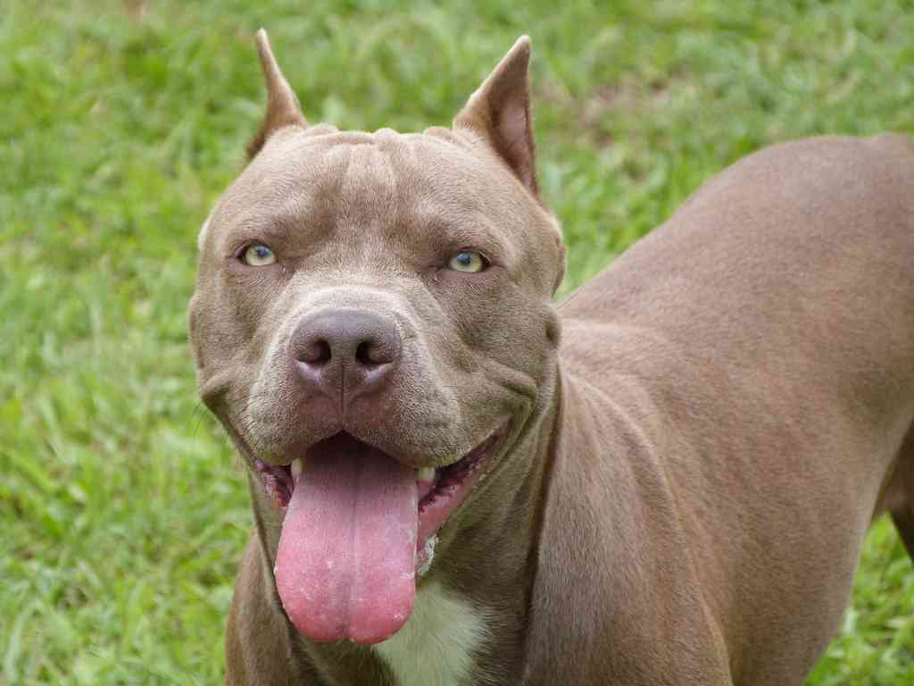 飼い犬に襲われた4歳息子を守った母親、両腕を噛みちぎられ8日後に死亡（米）