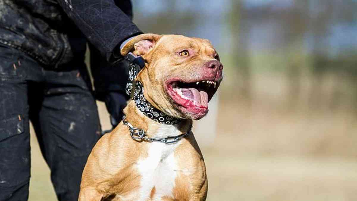 飼い犬に襲われた4歳息子を守った母親、両腕を噛みちぎられ8日後に死亡（米）