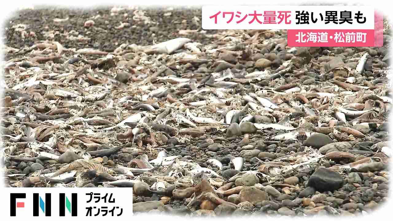 「家の中でも臭う」大量のイワシ打ち上げられる　原因は不明　北海道・松前町 - YouTube